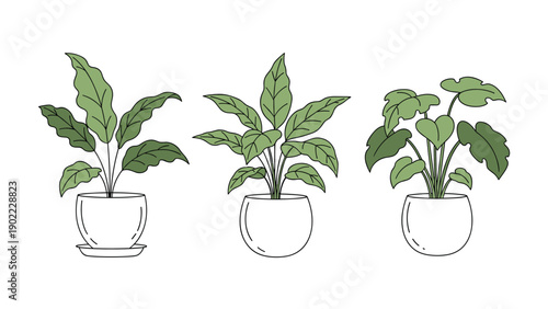 Trio of different leafy house plants in simple white ceramic pots arranged horizontally for indoor garden decoration ideas.