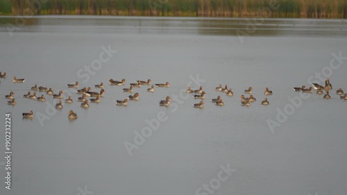 Wallpaper Mural flocks of wild geese on the water before takeoff Torontodigital.ca