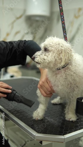 Woman dries dog with hair dryer in grooming salon.
A female groomer cuts a dog Bichon Frise and dries her hair with a hair dryer on a grooming table in a beauty salon for dogs. Vertical shot