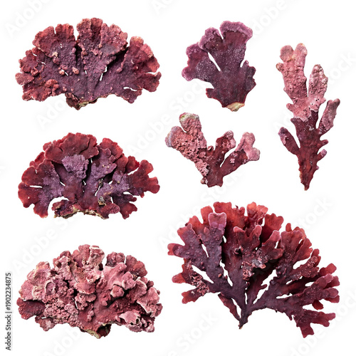 Pink to deep red Lithophyllum seaweed with crusty, calcified plates and irregular branching, showing coralline algae texture and natural reef-forming structure.