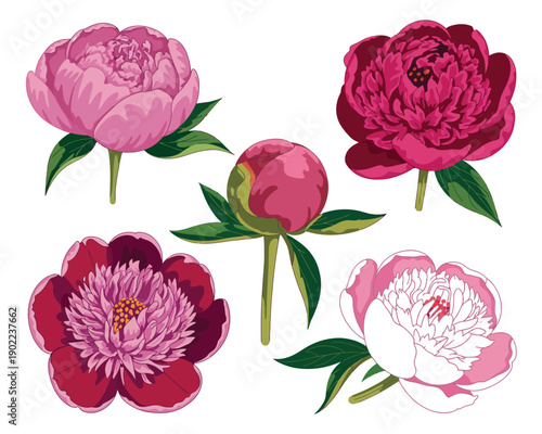 A vibrant collection of pink peony flowers in various stages of bloom