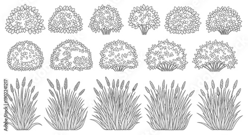 Collection of detailed black and white line drawings of various ornamental bushes and reeds, suitable for landscape design.