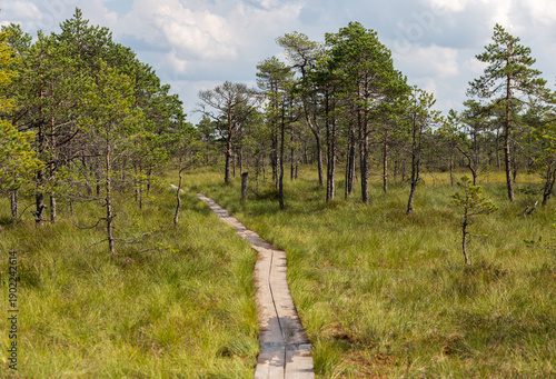 Foto Wooden boardwalk through Kakerdaja bog in Estonia, surrounded by lush peatland and wetland vegetation under a clear blue summer sky