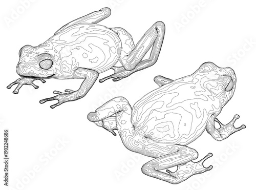 Two detailed frog contour drawings on a white background form a printable set. Each realistic amphibian features unique patterns and textures for creative coloring activities.
