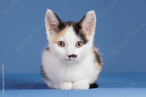 Calico kitten laying on a blue background and looking straight into the camera