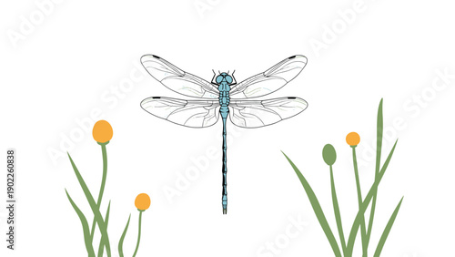Detailed illustration of a blue dragonfly with delicate transparent wings positioned between tall green grass and small yellow flowers.