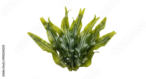 Photos Green and yellow sea lettuce isolated PNG, fresh seaweed with wavy edges on tran