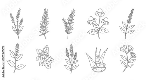 Collection of ten black and white line art drawings depicting various popular medicinal and culinary herbs like lavender rosemary and aloe vera