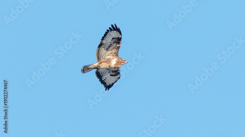 osprey in flight