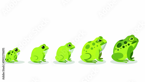 A progression of green frogs illustrating growth and development stages