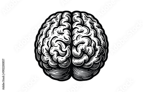 Vintage Engraving Woodcut Illustration of Human Brain Anatomy Top View Symmetrical Woodblock Style Art
