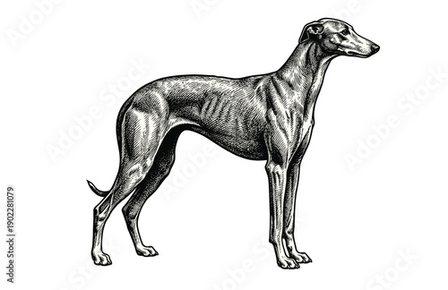 Vintage Engraving Woodcut Illustration of Greyhound Dog Illustration