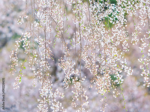 しだれ桜