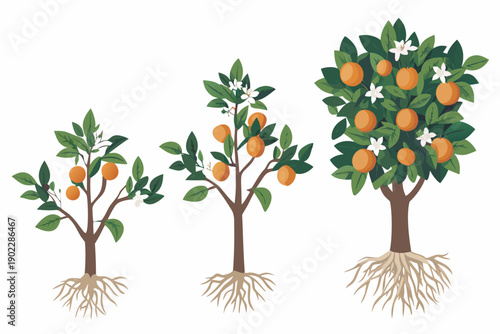 Orange tree growth stages illustrated from seedling to mature plant