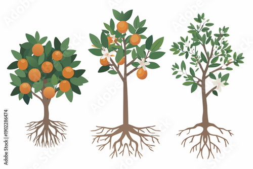 Illustration of orange trees at different stages of growth and development