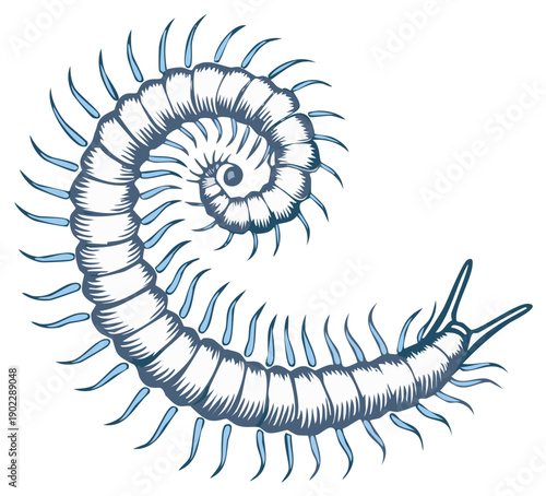 Stylized spiral centipede illustration with delicate legs in blue and gray tones