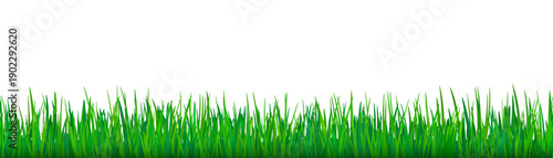 Seamless border of green grass. Field, pasture, lawn or meadow plants in front view isolated on white background. Horizontal seamless pattern with green meadow grass, vector illustration
