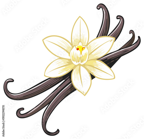 Delicate Vanilla Flower and Rich Dark Vanilla Bean Pods Illustration