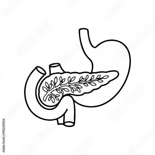 Detailed illustration of the human digestive system focusing on the pancreas and surrounding organs in a medical diagram