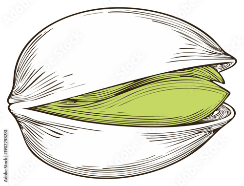 Hand drawn illustration of an open pistachio nut with a green kernel in a vintage engraving style