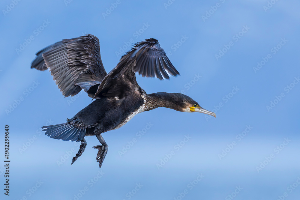 Fototapeta premium Great Cormorant (Phalacrocorax carbo)