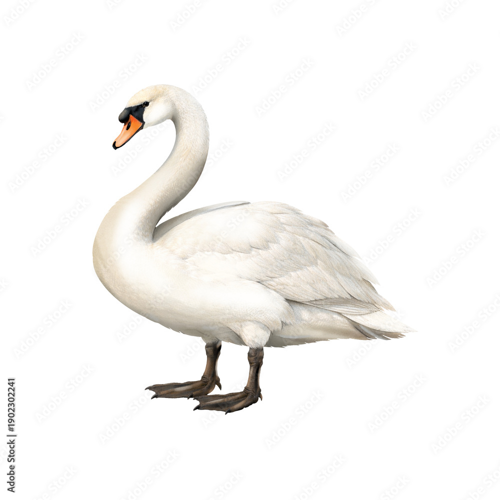 Fototapeta premium Swan Illustration, Pastel Isolated Bird, Bird Illustration ,Wild Water Bird Art for Nature Decor and Wildlife Design, Ornithology art, White Swan