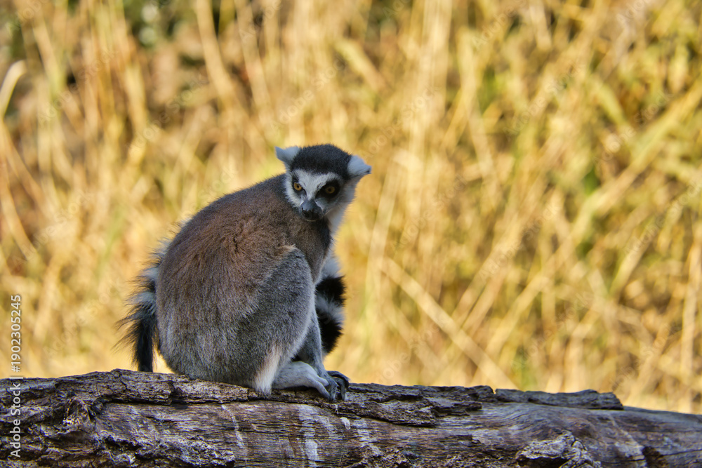 Fototapeta premium Ring-tailed lemur sitting on the ground with bright yellow eyes. High quality photo