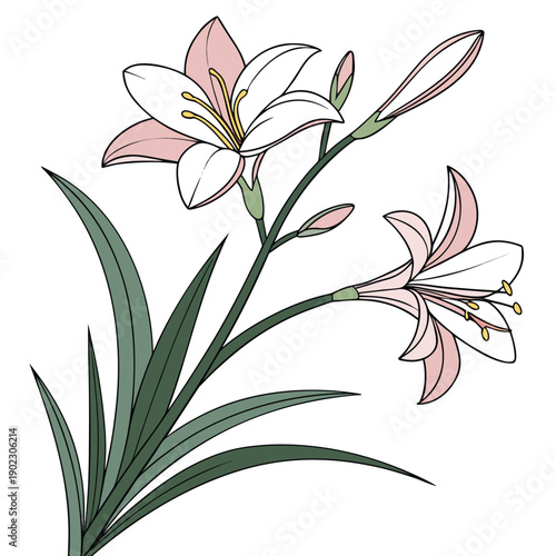 zephyranthes robusta on white background