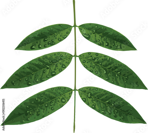 Fresh green leaf branch with realistic water droplets and dew points for nature environment and botanical spring design.