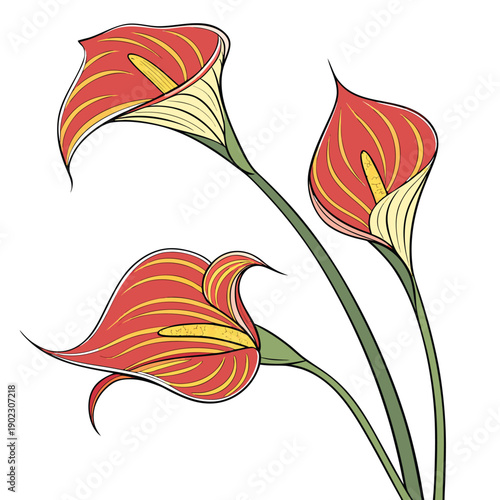 vector illustration of a zantedeschia firelights flower