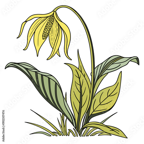 vector illustration of yellow skunk cabbage flower on white background