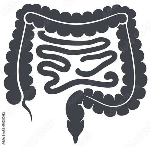 Detailed illustration showing the colon, a part of human anatomy or body anatomy with digestive system features.