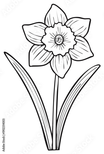 Daffodil spring flower in black and white line art style for coloring page