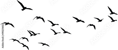 Black Migrating Birds Silhouette Vector Collection Featuring Flock of Seagulls and Wild Waterfowl Soaring in the Sky for Nature Conservation and Freedom Design Projects