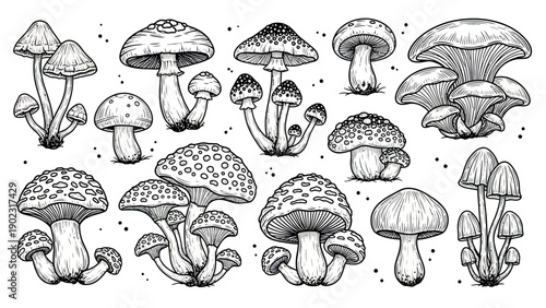 Collection of Hand Drawn Mushroom Illustrations in Various Shapes and Sizes.