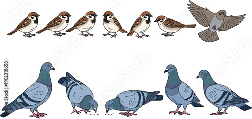 Set of common urban and wild birds featuring pigeons and songbirds in different poses isolated on white background in flat vector style.