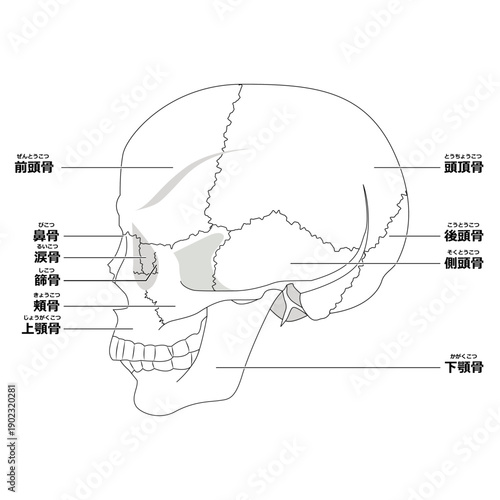 頭蓋骨（横向き）