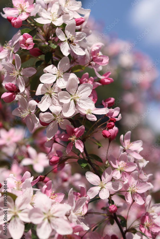 Fototapeta premium Close-up of an apple tree blossoming. The tree blooms with pink flowers. Blossoming of an ornamental apple tree in spring in the park. Bright pink flowers of an ornamental apple tree