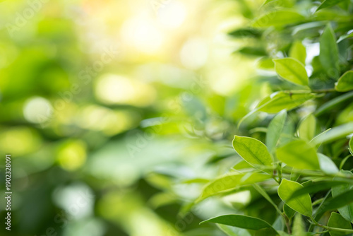 Green leaves with soft sunlight and natural bokeh background. Fresh nature concept with copy space for ecology, sustainability, wellness, environment, organic lifestyle, and modern design use.