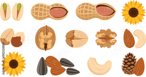 Mixed Nuts and Seeds Illustration Vector Set with Peanut Almond Walnut Pistachio Sunflower Pine Cone and Healthy Natural Snack Elements