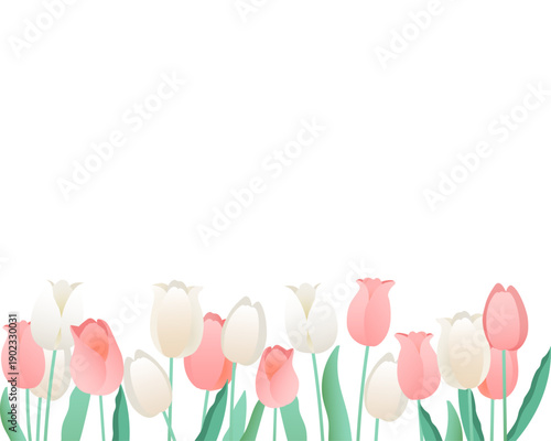 チューリップのフレーム　清楚な春の背景イラスト（ピンク・ホワイト）