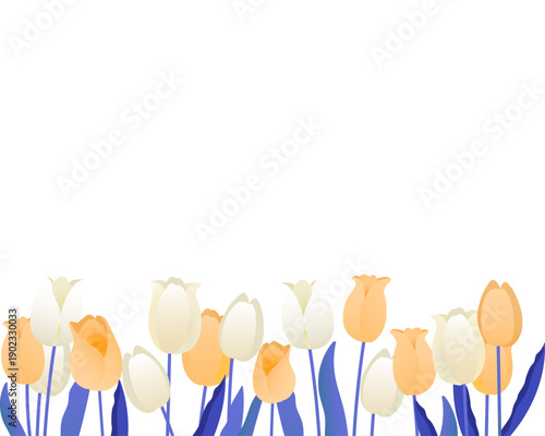 チューリップのフレーム　春の背景イラスト（イエロー・ホワイト）