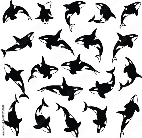 Orca killer whale silhouettes set showing swimming, jumping, and turning poses isolated on gray background for marine wildlife and ocean illustration design