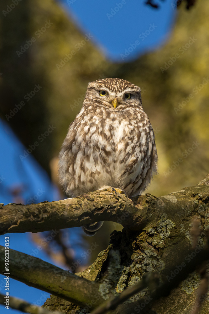 Obraz premium The little owl (Athene noctua), also known as the owl of Athena or owl of Minerva, is a bird that inhabits much of the temperate and warmer parts of Europe 