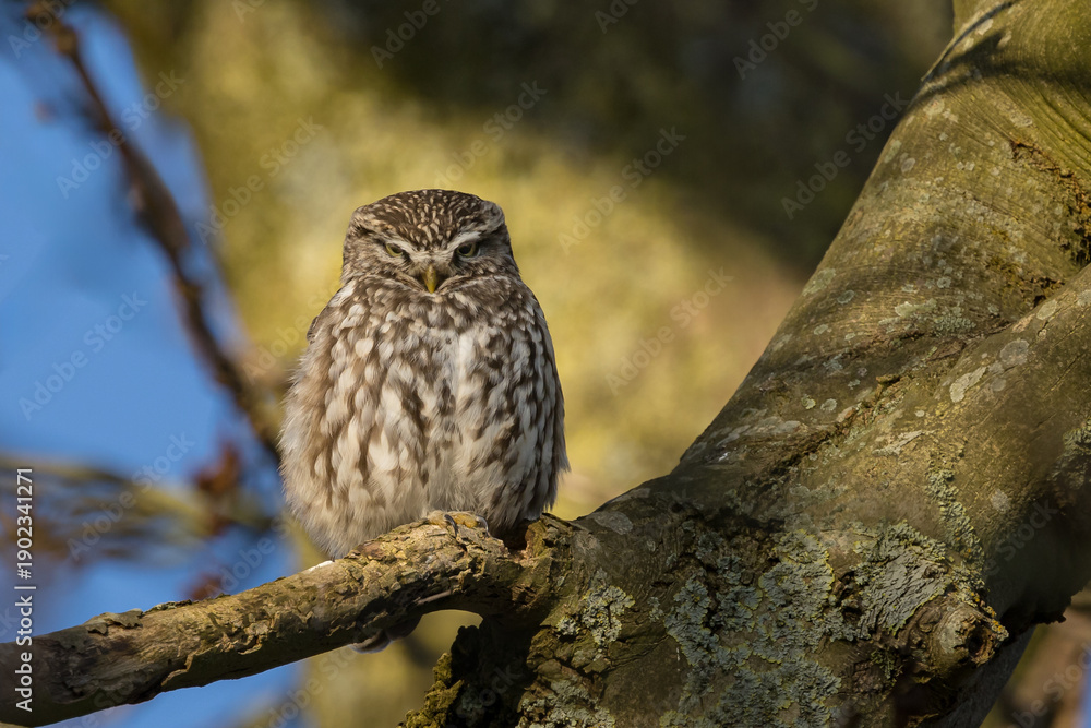 Obraz premium The little owl (Athene noctua), also known as the owl of Athena or owl of Minerva, is a bird that inhabits much of the temperate and warmer parts of Europe 