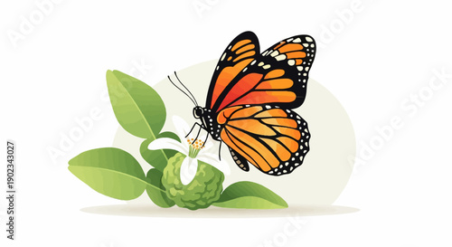 Monarch butterfly on a kaffir lime blossom and fruit