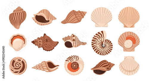 Collection of Illustrated Seashells in Beige and Brown Hues