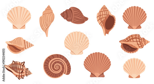 Collection of Illustrated Seashells on White Background