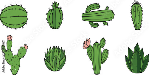 Hand drawn cactus and succulent plants collection with blooming desert botanicals colorful vector illustration set isolated
