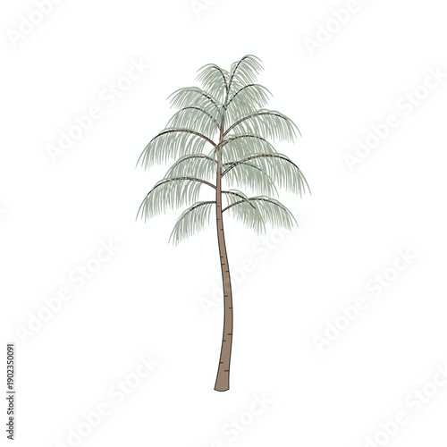 Minimal flat vector illustration of a single casuarina tree, thin needle-like leaves, slightly curved trunk, coastal tree object, clean outlines
